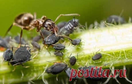 ВЫГНАЛА МУРАВЬЕВ С ОГОРОДА ЗА ДВА ЧАСА. САМА УДИВИЛАСЬ! 

Я хочу рассказать вам о том, как в прошлом году выгнала из своего участка муравьев. Причем ушли они от меня буквально за два часа. Сама была очень этим удивлена. 

Выгнала муравьев с огорода за два часа. Сама удивилась! 

А сделала я вот что. Наполнила ведро сорной травой с огорода и залила его водой. Поставила на солнце бродить и даже не накрывала. Когда трава забродила, запах пошел, хоть топор вешай и беги. 

Вот ...