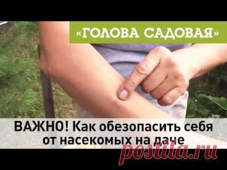 Голова садовая -ВАЖНО! Как обезопасить себя от насекомых на даче