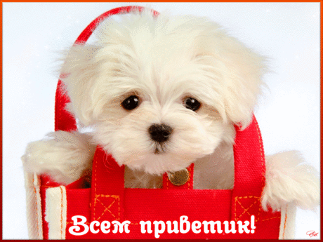 Приветик