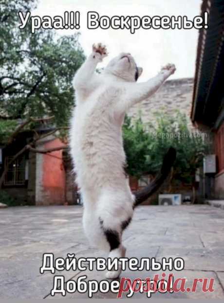 Выпуск №5933 - выпуск анекдотов сайта вокруг смеха