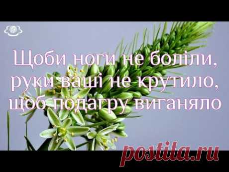 Щоби ноги не боліли, руки ваші не крутило, щоб подагру виганяло