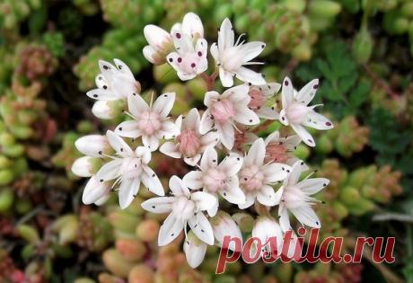 Забытые растения: рапунцель, брунколь и трип мадам