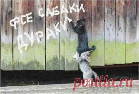 Юмор для поднятия настроения