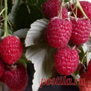 Уход за малиной - МирТесен