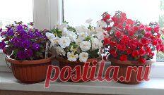 Одноклассники