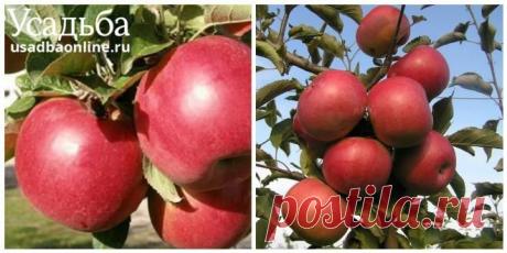 Топ-9 самых вкусных зимних сортов яблок с фото