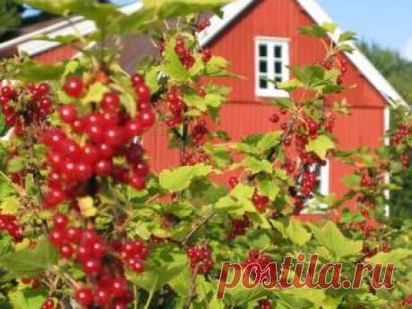 Чем подкормить смородину летом Наверное, нет такого дачника, который не посадил бы на своём участке хоть несколько кустов смородины. О пользе этих целебных ягод знают все. По количеству витаминов, минералов и полезных веществ чёрна...