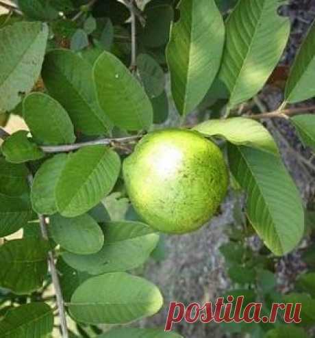 продажа саженцев гуаявы, продажа саженцев экзотических растений - А!новинки нашего магазина - Плодопитомник Глициния