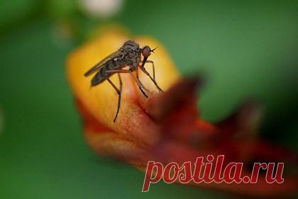 В Африке зафиксировали неуязвимую к лекарствам малярию. Ученые зафиксировали в Уганде устойчивую форму малярии, которая способна сопротивляться самому широко используемому лекарству. К 2019 году почти 20 процентов образцов малярийного плазмодия, полученных при взятии крови у пациентов, имели генетические мутации, делающие лечение неэффективным.