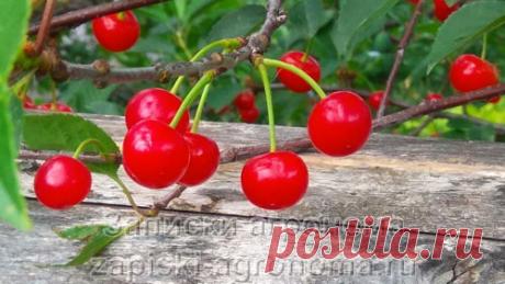 Август, последний месяц лета. Пришла пора собирать урожай некоторых овощных культур и фруктов. Но кроме этого, на участке ещё много и другой работы, так что не время расслабляться. В статье, лунный календарь на август 2022 года будут описаны работы в саду и огороде. Также хочу рассказать о народных приметах на август, что-то мне прям понравилось о них писать. Если в статье вы не найдёте ответа на ваши вопросы, вы всегда можете их найти в нашем телеграмм-канале.