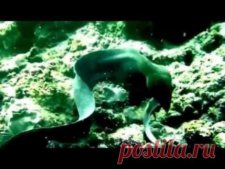 Схватка мурены и акулы. - YouTube
Подписывайтесь на наш канал в Youtube.
https://www.youtube.com/c/Tiana-goRu
Спасибо за просмотр.