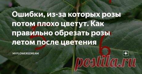 Ошибки, из-за которых розы потом плохо цветут. Как правильно обрезать розы летом после цветения Всем привет! Лето в этом году просто шикарное. Июнь выдался тёплым, сухим, солнечным. Такая погода позволила любоваться розочками во всей красе.  Но к сожалению всё хорошее рано или поздно кончается, а в жару жизнь каждого цветка сокращается в разы. Сейчас многие розы отцвели, а это значит пора готовить их ко второй волне цветения. Первое что нужно сделать это обрезать все отцвё...