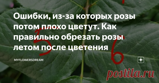 Ошибки, из-за которых розы потом плохо цветут. Как правильно обрезать розы летом после цветения Всем привет! Лето в этом году просто шикарное. Июнь выдался тёплым, сухим, солнечным. Такая погода позволила любоваться розочками во всей красе.  Но к сожалению всё хорошее рано или поздно кончается, а в жару жизнь каждого цветка сокращается в разы. Сейчас многие розы отцвели, а это значит пора готовить их ко второй волне цветения. Первое что нужно сделать это обрезать все отцвё...