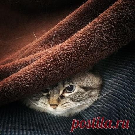 Google+