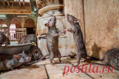 Лучшие фотографии National Geographic 2019