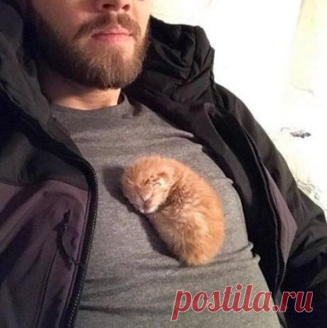 Котики согревают душу