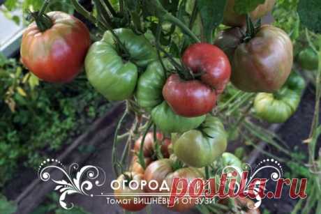 Томат Вишнёвый от Зузи, семена купить | ОГОРОД.сайт