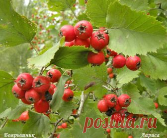 Сердечный доктор боярышник