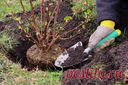 Как правильно пересадить старые кусты смородины и крыжовника