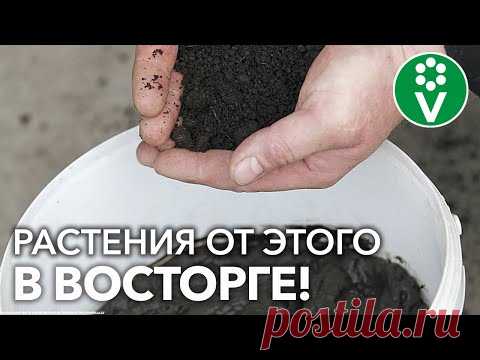 ПОЧВА СТАНЕТ ЗДОРОВЕЕ, ЛИШЬ ДОБАВЬТЕ САПРОПЕЛЯ! И никакой «черной ножки» у рассады! - YouTube