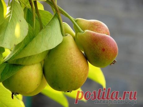 Как привить грушу весной – подробный мастер-класс Чтобы прививка груши прошла успешно, лучшего времени чем весна не придумаешь. Но у процедуры немало способов и особенностей. Как выбрать правильный и получить желаемый результат?
Приобрели хороший сор...