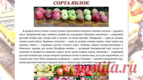 СОРТА ЯБЛОК