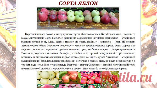 СОРТА ЯБЛОК
