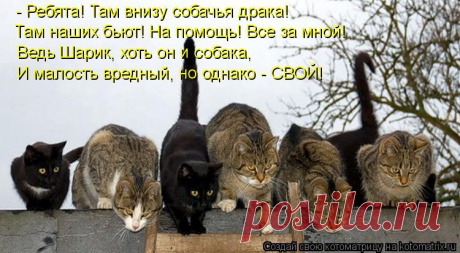 Котоматрица: Главная