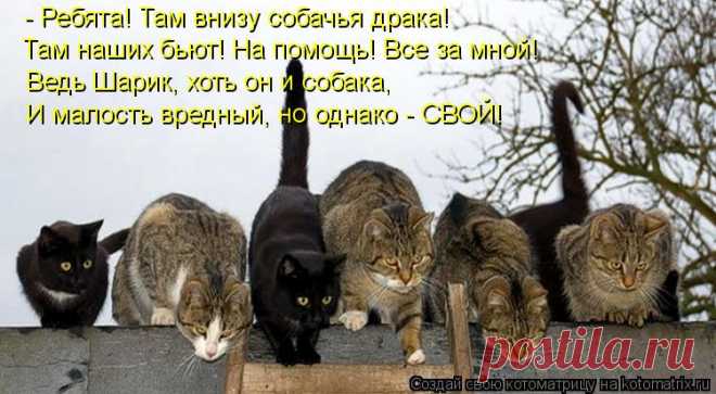 Котоматрица: Главная
