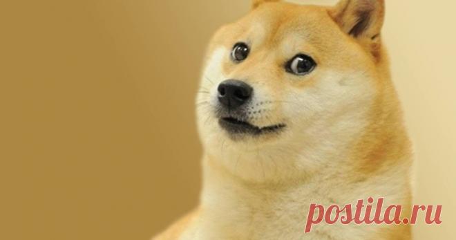 Люди влюбились в золотистого ретривера. Пёсик - единорожка