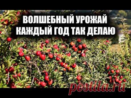 ЯБЛОНЯ БУДЕТ МОЩНО ПЛОДОНОСИТЬ КАЖДЫЙ ГОД, ЕСЛИ ДЕЛАТЬ ТАК, ВАЖНО