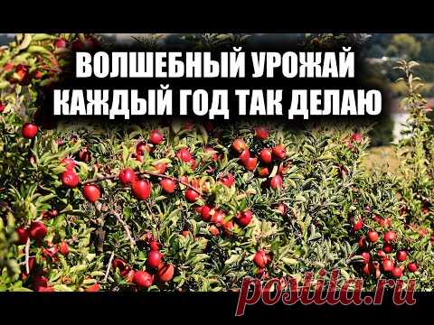 ЯБЛОНЯ БУДЕТ МОЩНО ПЛОДОНОСИТЬ КАЖДЫЙ ГОД, ЕСЛИ ДЕЛАТЬ ТАК, ВАЖНО