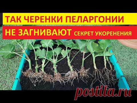 Герань (Пеларгония) размножаю проверенным способом результат Вас удивит
