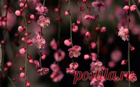 До лета

До лета осталось три вздоха:
полмарта, апрель и май - 
история, вечность, эпоха.
Созреет с грозой миндаль.

До лета осталось три слова:
«люблю», «поцелуй», «с тобой»
и солнечно-терпкой истомой
накроет двоих любовь.

Пока распускаются краски
и сотни пустых интриг…
До лета осталось три сказки
и вечного счастья миг.

 Зеленоглазая
подробнее