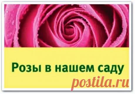 Розы в вашем саду (видео семинар)