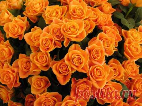 (4) Facebook