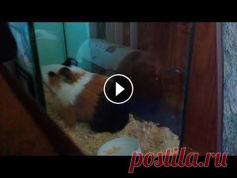 Морская свинка (Гекольмешь) Животное которое самостоятельно научилась поднимать миску. Так же свинка была перемещена в новый террариум...