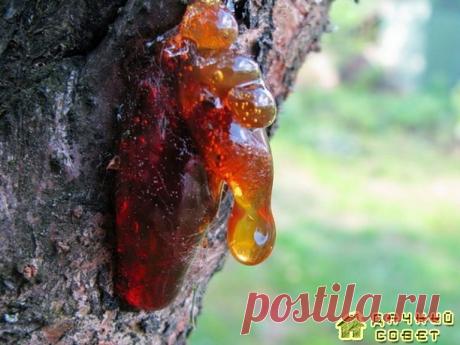 Камедетечение у вишни - причины, профилактика и лечение » Женский Мир