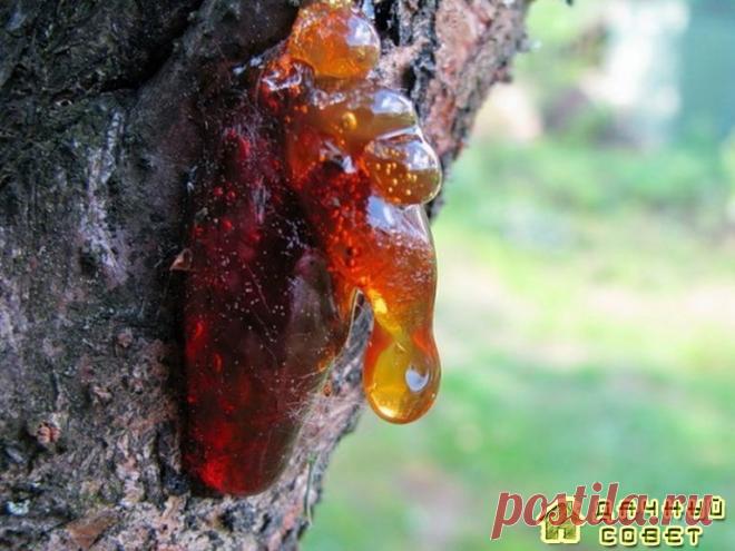 Камедетечение у вишни - причины, профилактика и лечение » Женский Мир