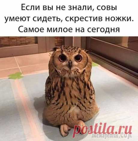 Отличный юмор для создания позитивного настроения Многие всю неделю ждут выходных. Суббота — это уже хороший повод для чудесного настроения. Но доза свежего юмора никому не помешает. Чтобы настроиться на позитив, не нужно совершать сложных движений, ...