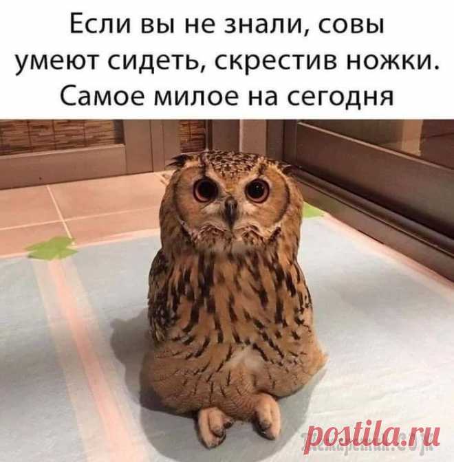Отличный юмор для создания позитивного настроения Многие всю неделю ждут выходных. Суббота — это уже хороший повод для чудесного настроения. Но доза свежего юмора никому не помешает. Чтобы настроиться на позитив, не нужно совершать сложных движений, ...