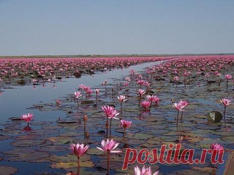 ДАЖЕ ЕСЛИ ТВОЯ ЖИЗНЬ иногда напоминает БОЛОТО... ОНО ОДНАЖДЫ ЗАЦВЕТЕТ ЦВЕТАМИ...