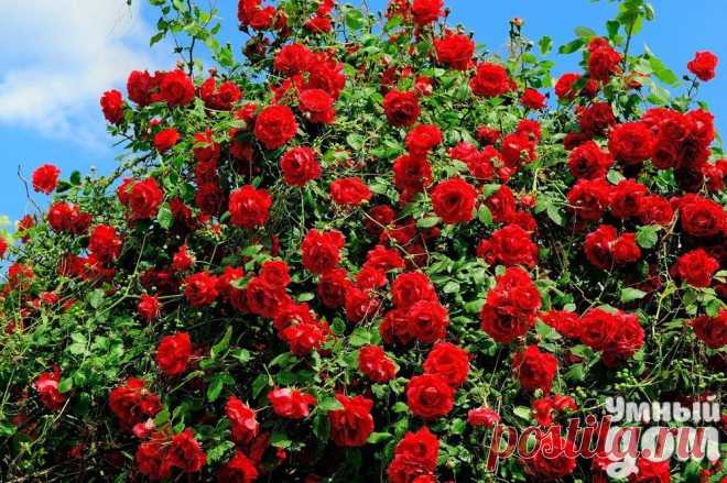 как вырастить розы без химии