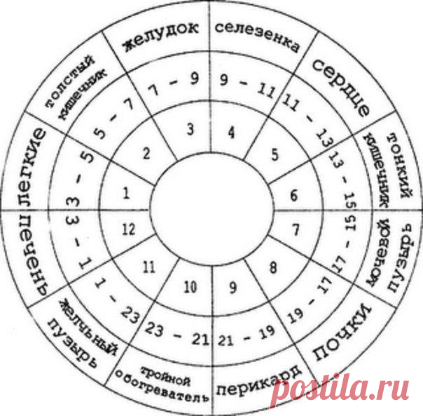 ЧАСЫ РАБОТЫ НАШЕГО ОРГАНИЗМА.