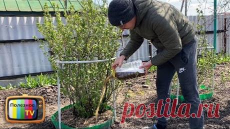 Кормлю кусты смородины этим в апреле и мае потом раздаю ягоды всем подряд! Урожаем заваливает