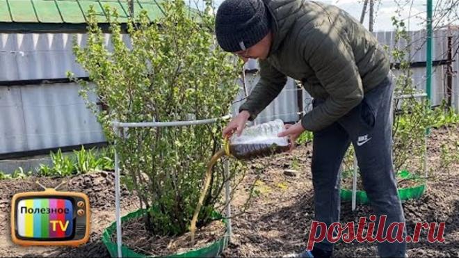 Кормлю кусты смородины этим в апреле и мае потом раздаю ягоды всем подряд! Урожаем заваливает