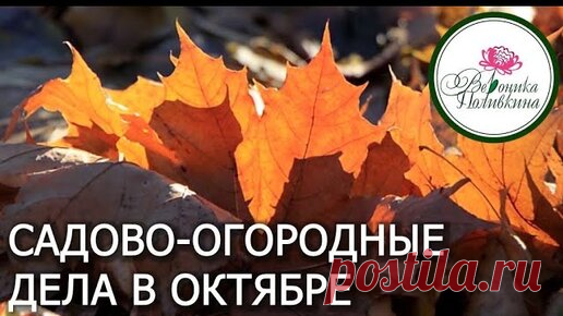 ЧТО НЕОБХОДИМО СДЕЛАТЬ В САДУ И ОГОРОДЕ В ОКТЯБРЕ | Садовый клуб. Вероника Поливкина | Дзен
