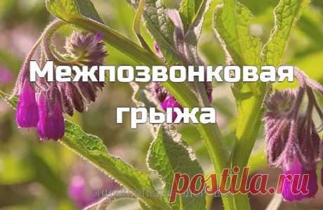 Существует много хороших мазей и настоек для рассасывания и обезболивания
межпозвонковых Одной из самых эффективных считаются мазь и настойка из 
корня окопника, который в народе называют живокостью или костоломом. 
Окопник сращивает кости, снимает суставную боль, отеки, рассасывает грыжи.
Показать полностью…