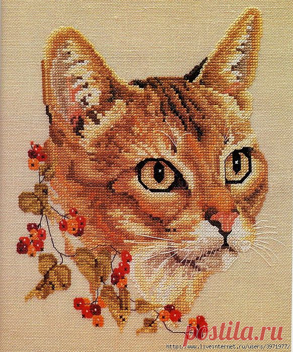 Кот.