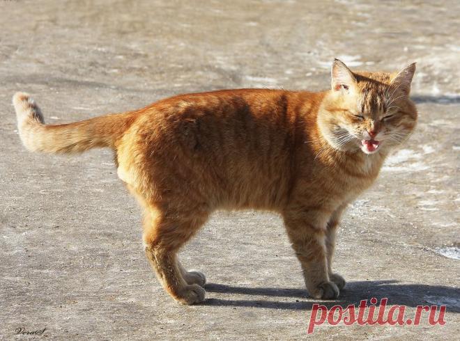 кот / Поиск по тегам / CATFOTO.COM фотографии кошек и котят, дикие кошки, блоги любителей кошек